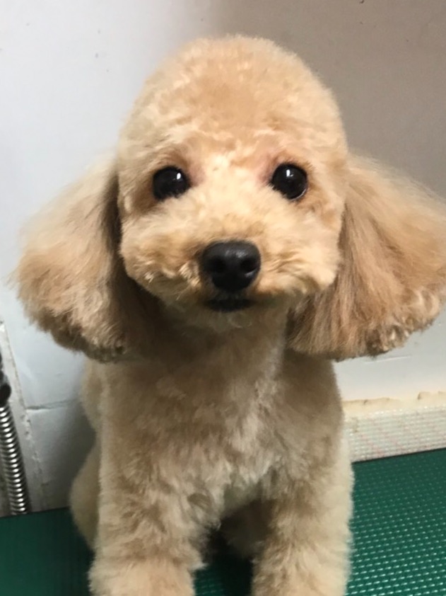 【今日の里帰りワンコ🐶チワワのポッケちゃん💕、チワワのももちゃん💕、トイプードルのビビちゃん💕】2018,2,17